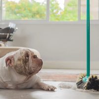 Cinco consejos infalibles para tener limpio el hogar cuando tenemos mascotas