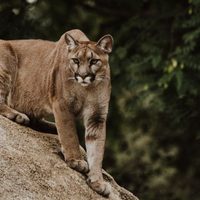 Captura única: registraron a un puma en pleno centro de Bariloche