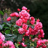 Las plantas enredaderas y trepadoras más lindas y fáciles de cuidar para tener mucho verde todo el año