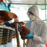 Neuquén reforzó medidas de prevención por casos de gripe aviar