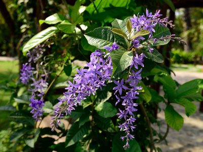 La planta trepadora ideal para pérgolas que tiene un exótica flor lila