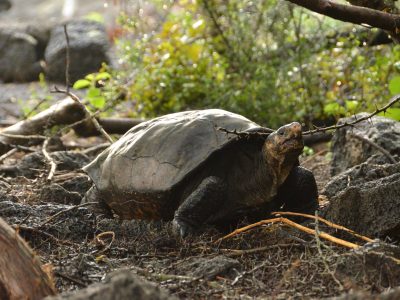 Identificaron a una especie de tortuga en Galápagos que no se veía desde hace más de 100 años