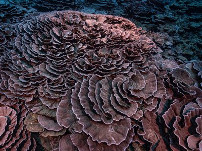 Así es uno de los mayores arrecifes de coral del mundo recién descubierto cerca de Tahití