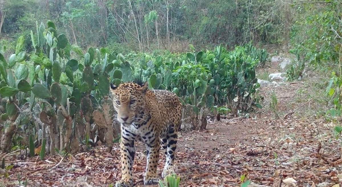 Impulsa Tamaulipas conservación del jaguar con estaciones de fototrampeo