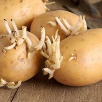 No tires las papas cuando se brotan y pudren, mirá cómo cultivarlas en casa con este sencillo truco
