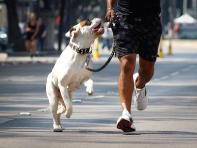 PT propone iniciativa para que quien realice mutilaciones estéticas a animales vaya a la cárcel