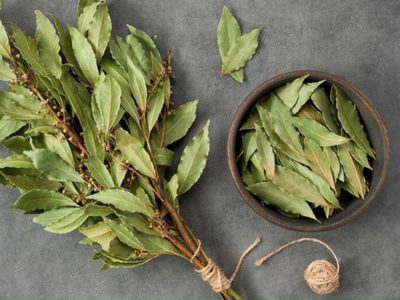 Beneficios del té de laurel en ayunas: 11 razones científicas para incluir esta infusión en tu rutina diaria