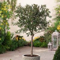 No necesitás un jardín enorme: el árbol que resiste todos los climas y podés sembrar en maceta