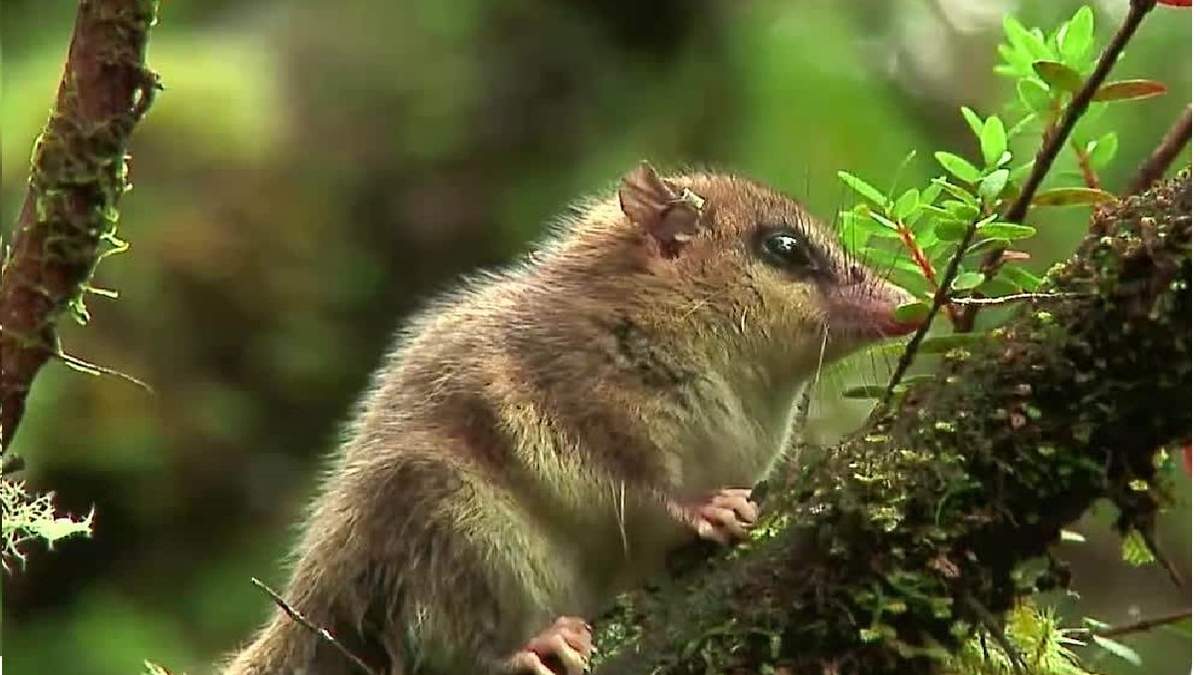 Monito de Monte (Dromiciops gliroides).