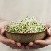 No tires tu vieja esponja de cocina y convertirla en un verdadero tesoro para tus plantas