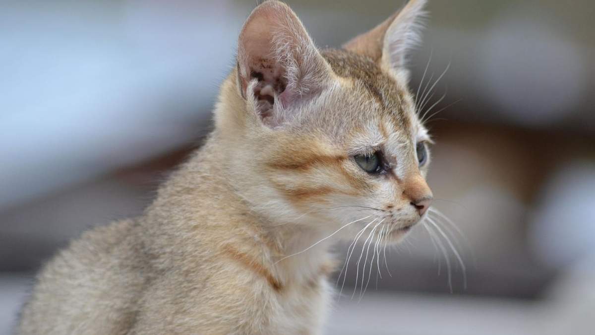 Nueve perros y ocho gatos fueron asegurados por la Brigada Animal en el Centro Histórico de CDMX.