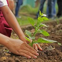Sin químicos y fácil de hacer: la fórmula mágica para proteger a tus plantas en primavera de todas las plagas