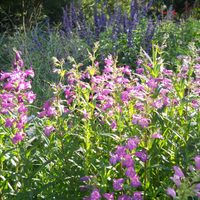 4 plantas llenas de flores todo el año y que atraen colibríes a tu jardín