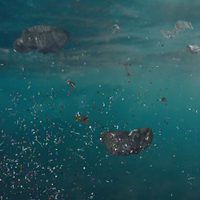 Descubrieron que los virus pueden mantenerse vivos en el agua al “agarrarse” de los microplásticos