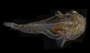 Peces sobreviven en Groenlandia cargados de anticongelante