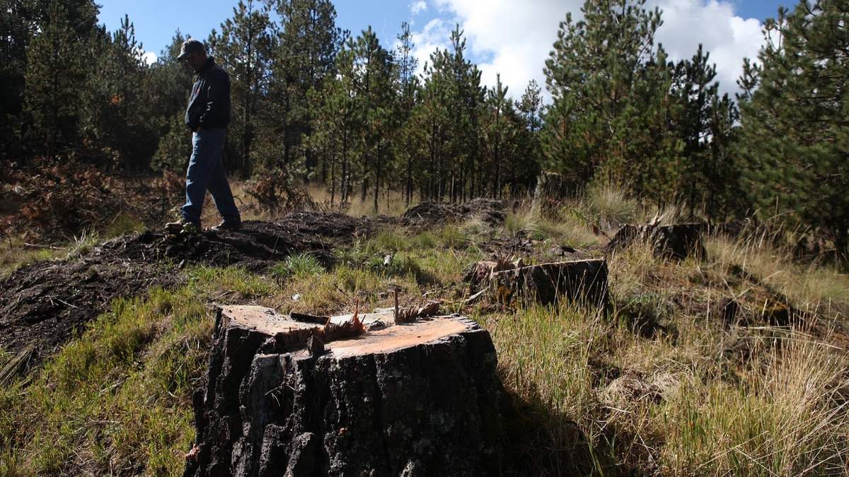 La tala clandestina se ha recrudecido en los últimos meses