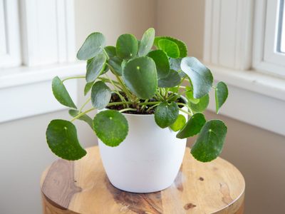 Pilea Peperomioides, la planta de interior que atrae el dinero y la buena suerte: cómo cuidarla