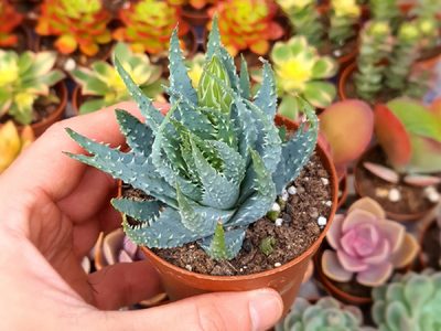 La planta poco conocida que cambia de color al regalarla: no crece mucho ni necesita muchos cuidados