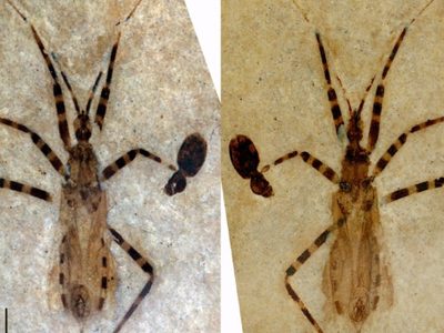Hallan fósil de "insecto asesino" de 50 millones de años con genitales bien conservados