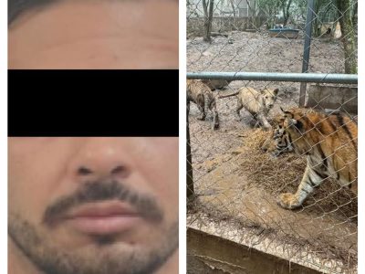 Cae José Antonio “N”, líder de una célula del Cártel de Noroeste; decomisan armas y siete tigres