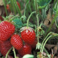 No compres más frutillas y germinalas en tu casa con este efectivo y sencillo truco