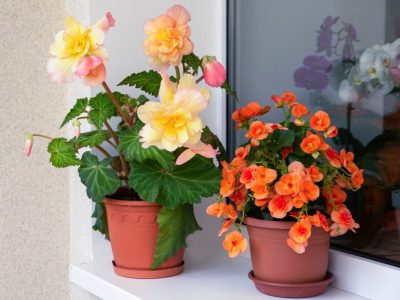 Resistente y elegante: la planta de interior que ama la luz indirecta y se mantiene bella sin mojar sus hojas