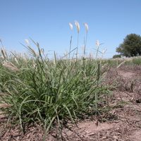 Plantas: el truco de los expertos para mantener tu huerta libre de maleza, sin gastar ni un centavo