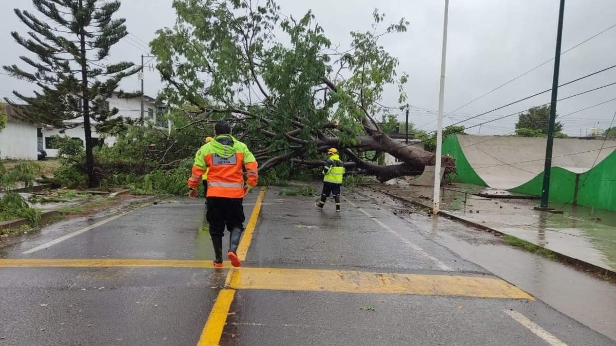 Elementos de Protección Civil de Colima retiran un árbol que cayó por la tormenta "Dolores"