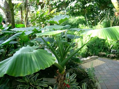 Las 2 plantas que son ideales para poner en ese rinconcito de sombra que tenés en el patio