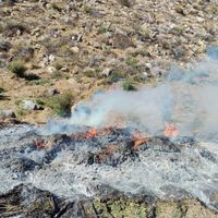 Destruyen ocho plantíos y tres secaderos de mariguana en Ensenada, Baja California