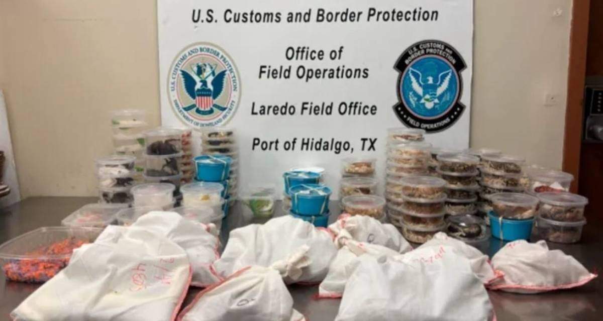 CBP incauta163 especies diversas de reptiles y artrópodos en vehículo con destino a México