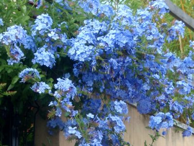 3 plantas muy hermosas y de pocos cuidados, ideales para que tu pérgola luzca increíble
