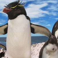 Un lugar para descubrir: el reino de los pingüinos penacho amarillo