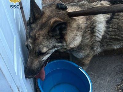Gobierno de la CDMX indaga procedencia del lobo capturado en la GAM; no era del Zoológico de Aragón