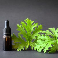 Las plantas que tenés que tener sí o sí en tu jardín si querés alejar a los mosquitos de tu hogar