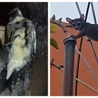 Rescatan a un cacomixtle, un pájaro carpintero y una serpiente de cascabel en la CDMX