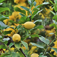 El truco natural de los viveros para prevenir al gusano minador en tus limoneros y que se llenen de limones