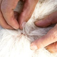 Chau pipetas: olvidate de las pulgas con este poderoso remedio casero con ingredientes que siempre tenés a mano