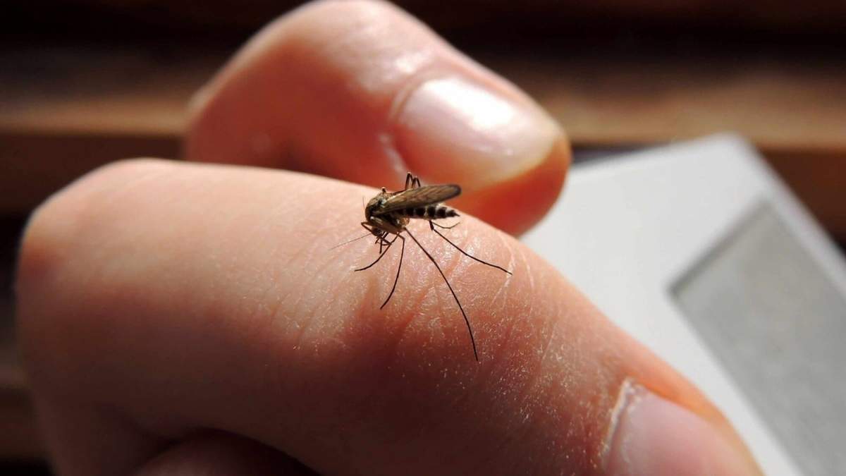 Dengue. Fuente: (Twitter)