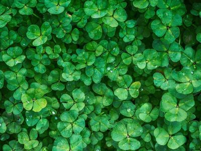 Si después de la lluvia tus plantas se llenaron de hongos, no te asustes: mirá cómo recuperarlas con solo 1 ingrediente