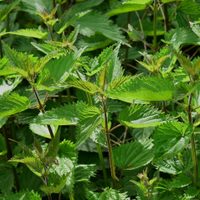 No la arranques de tu jardín: la planta que todos creen inútil y es un súper alimento