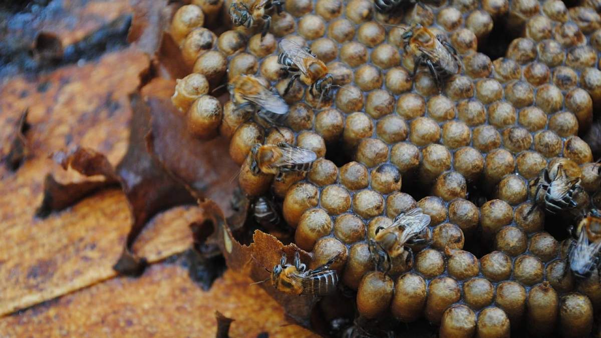 Miel de abejas nativas mayas. Fuente: (Instagram)