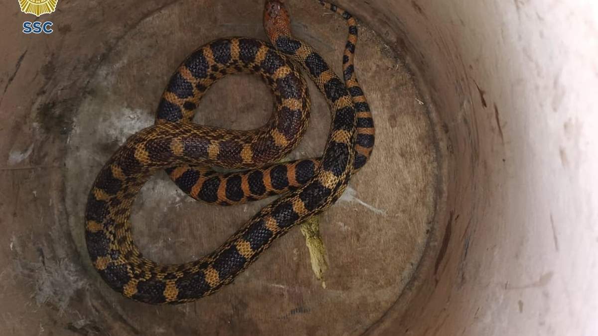 Serpiente cincuate