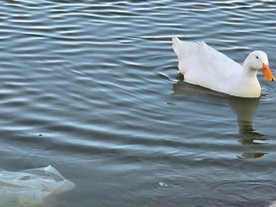 Alerta en el parque Canota de Maipú: piden a los vecinos no arrojar basura a los patos
