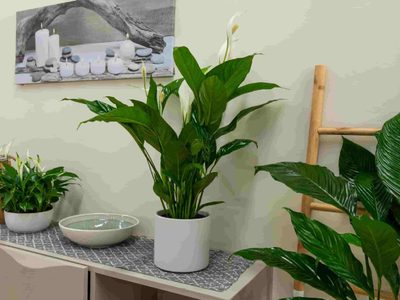 Sin químicos ni gastar una fortuna: el truco mágico para mantener tus plantas de interior hermosas y sanas