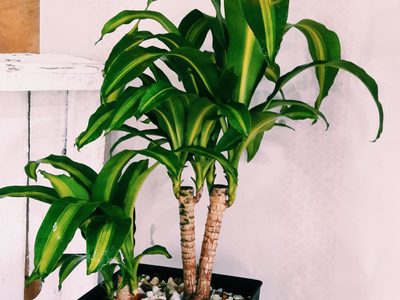 Plantas: cómo lograr que tu Palo de agua tenga las hojas brillantes y sanas, con pocos ingredientes