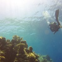 “El Niño” podría ocasionar pérdidas de corales y altas temperaturas oceánicas sin precedente