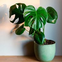 A prueba de todo: las plantas más fáciles de cuidar que todo principiante debe tener en casa