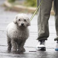 Aprueban en CDMX custodia compartida de animales de compañía en casos de divorcio