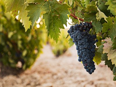 Antes que termine el invierno: la formá fácil de podar tu parra para que dé grandes frutos el próximo año